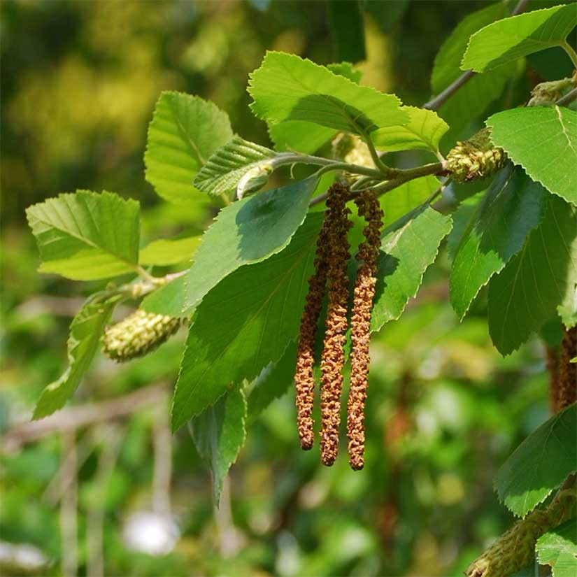 Heritage River Birch (Clump) - Image 4