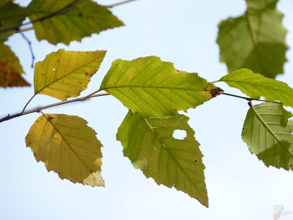 Heritage River Birch (Clump) - Image 3