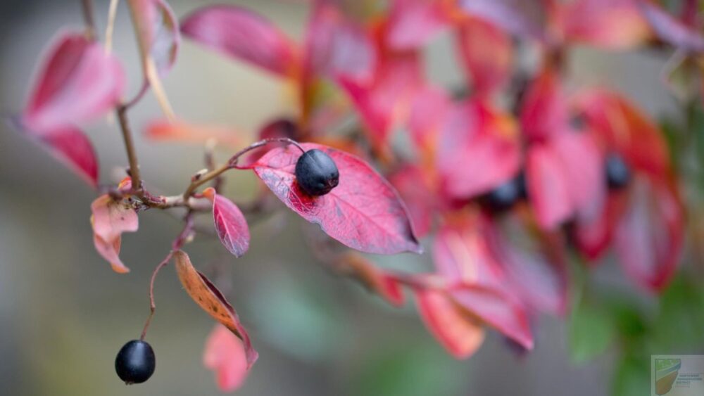 Iroquois Beauty Black Chokeberry - Image 3