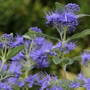 Beyond Midnight Bluebeard