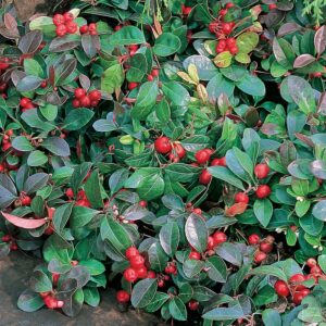 Christmas Wintergreen