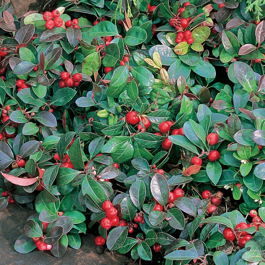 Christmas Wintergreen