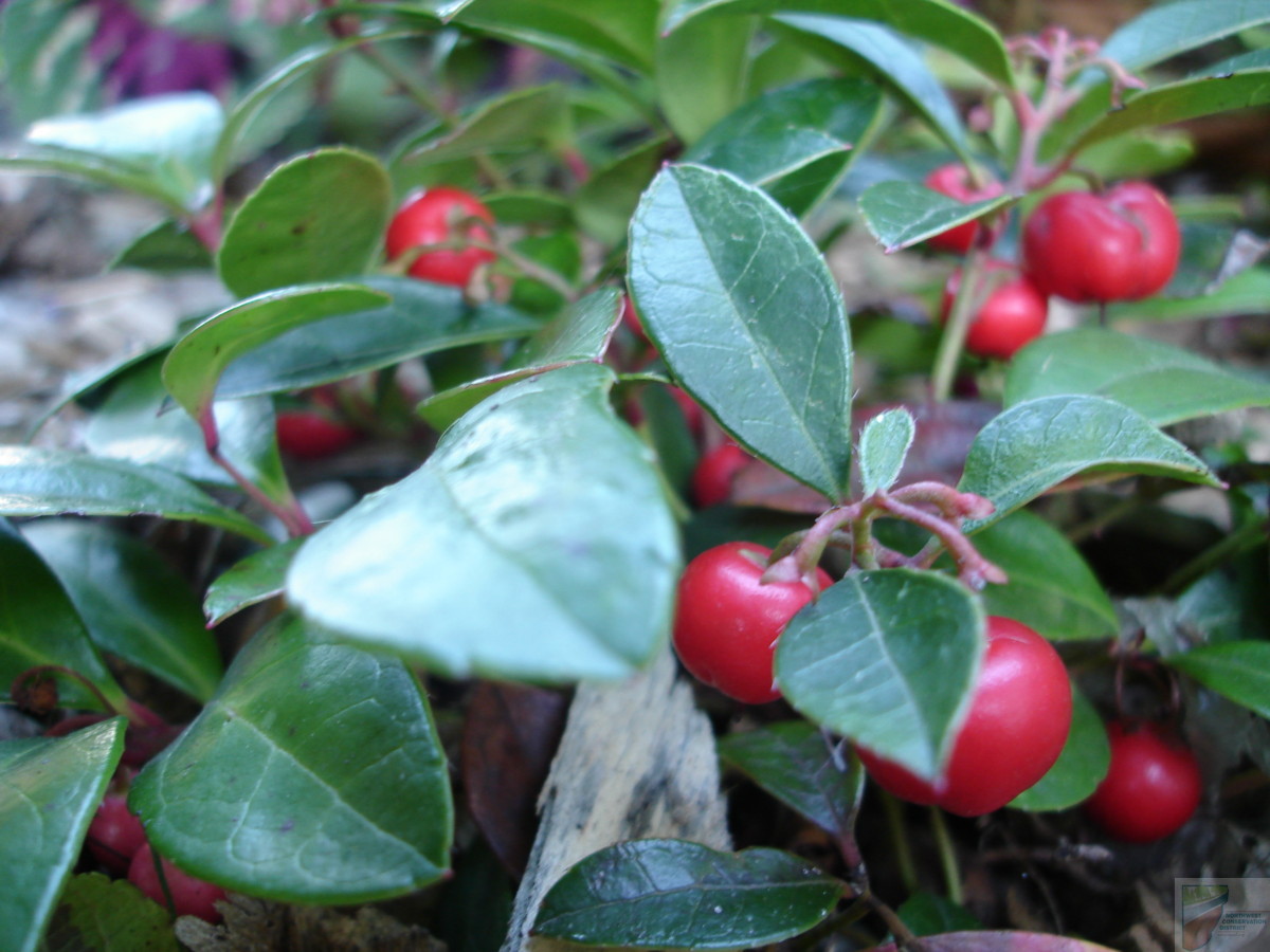 Christmas Wintergreen - Image 3