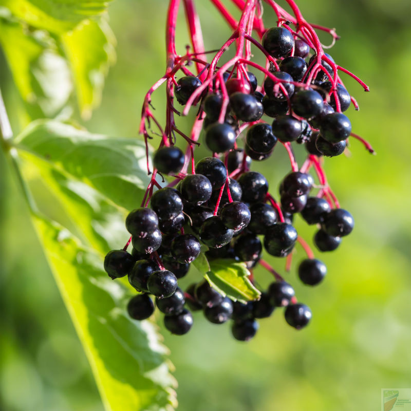 Adams Elderberry