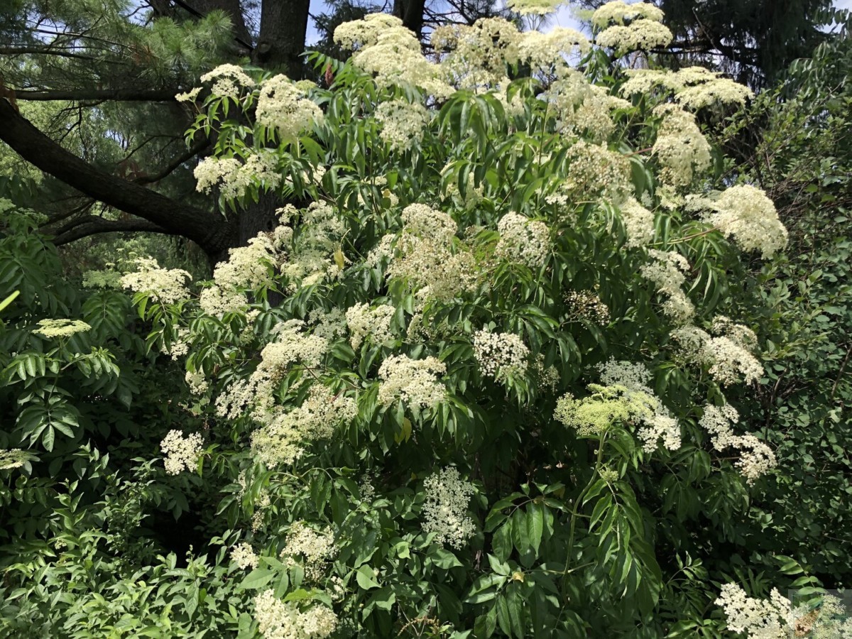 Adams Elderberry - Image 2