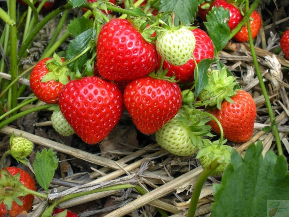 Seascape Everbearing Strawberries