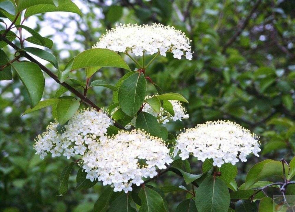 Black Haw Viburnum - Image 3