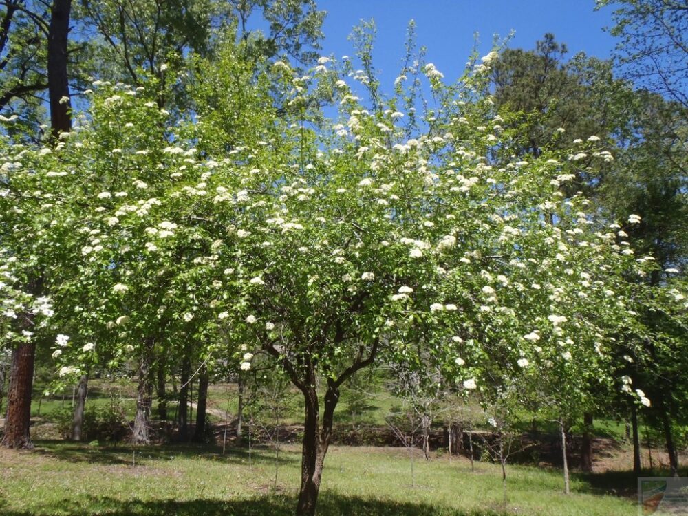 Black Haw Viburnum - Image 2