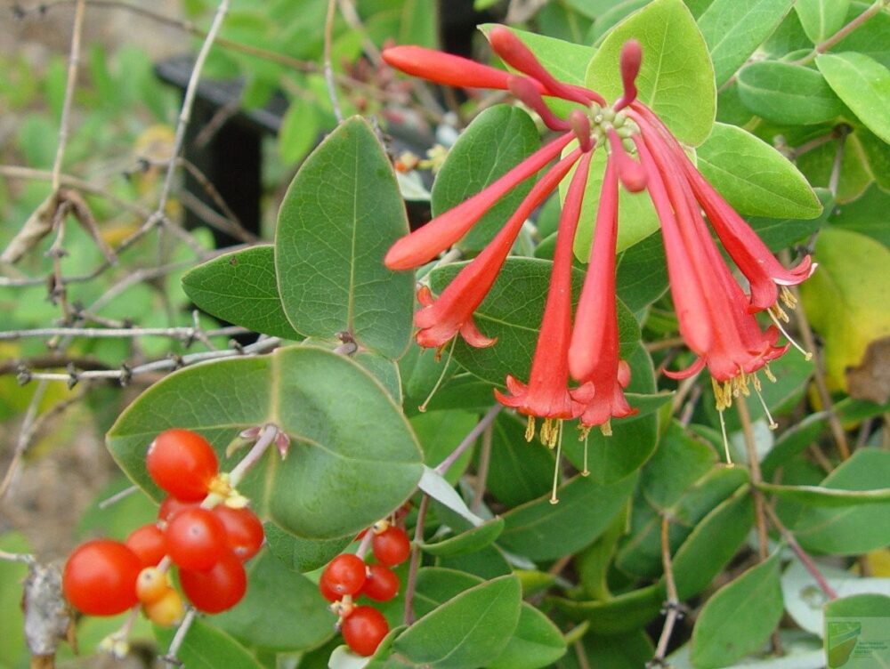 Major Wheeler Honeysuckle