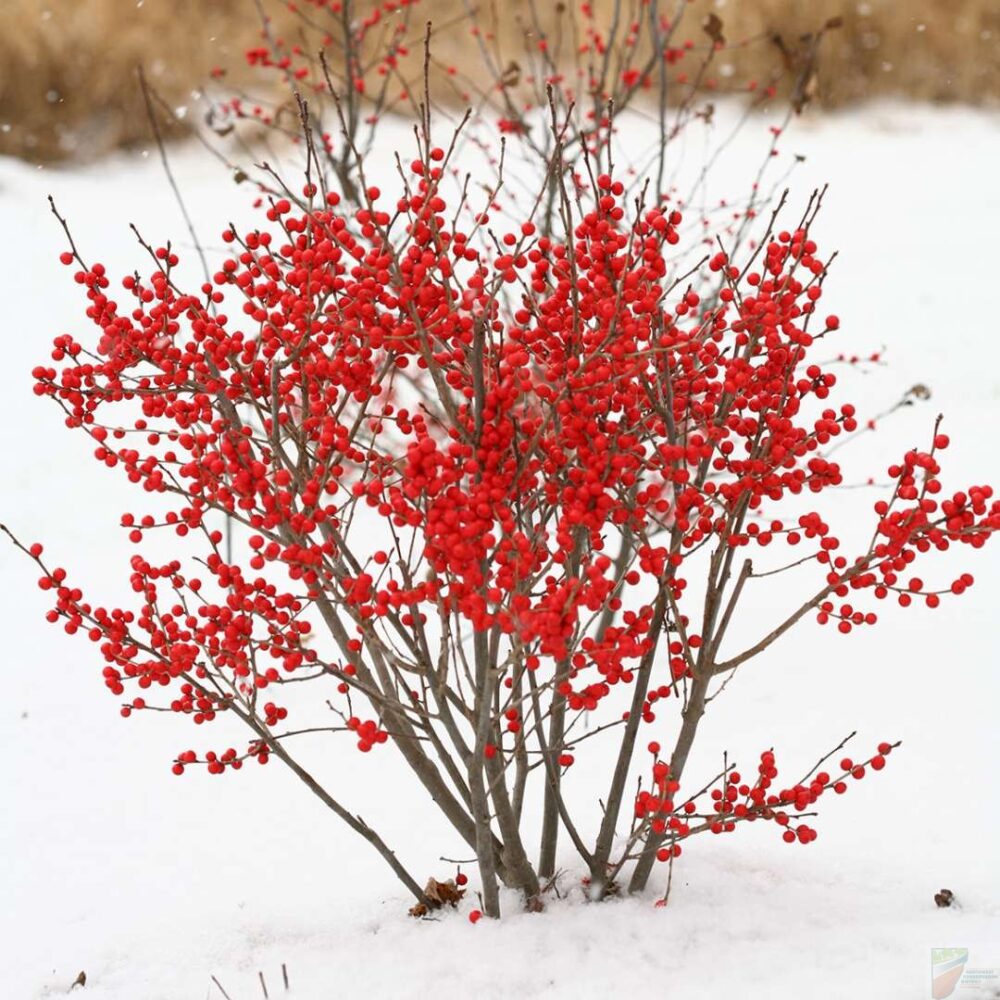 Winterberry - Image 3