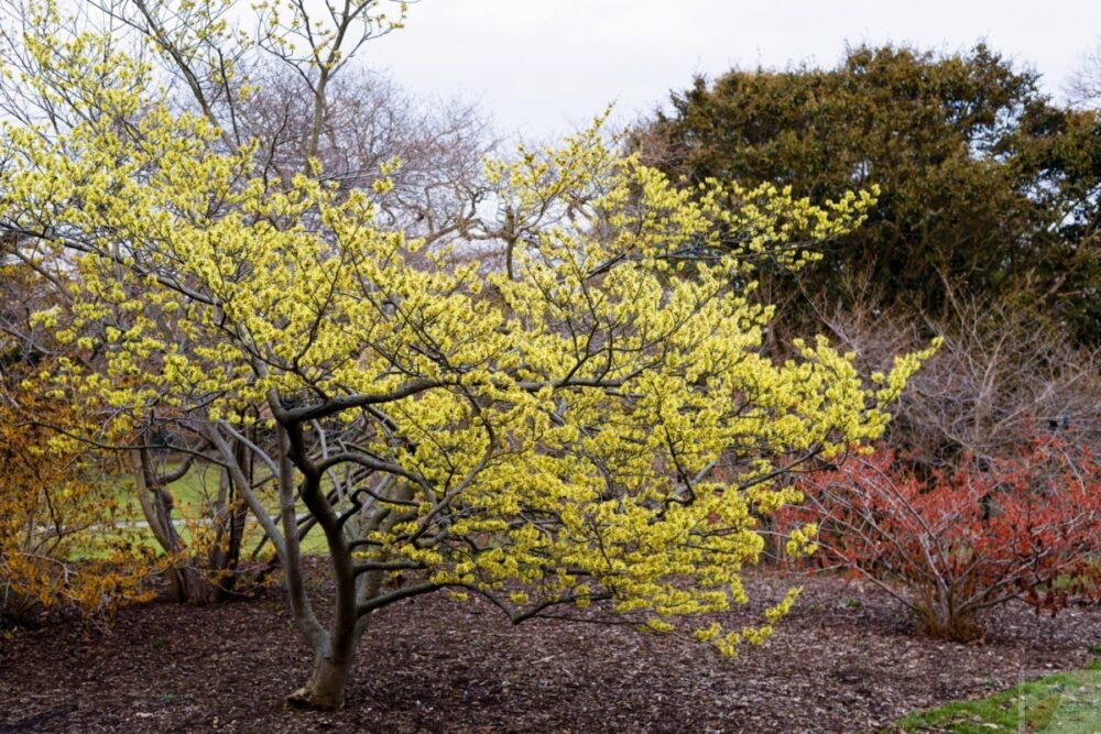 Common Witch-Hazel - Image 4