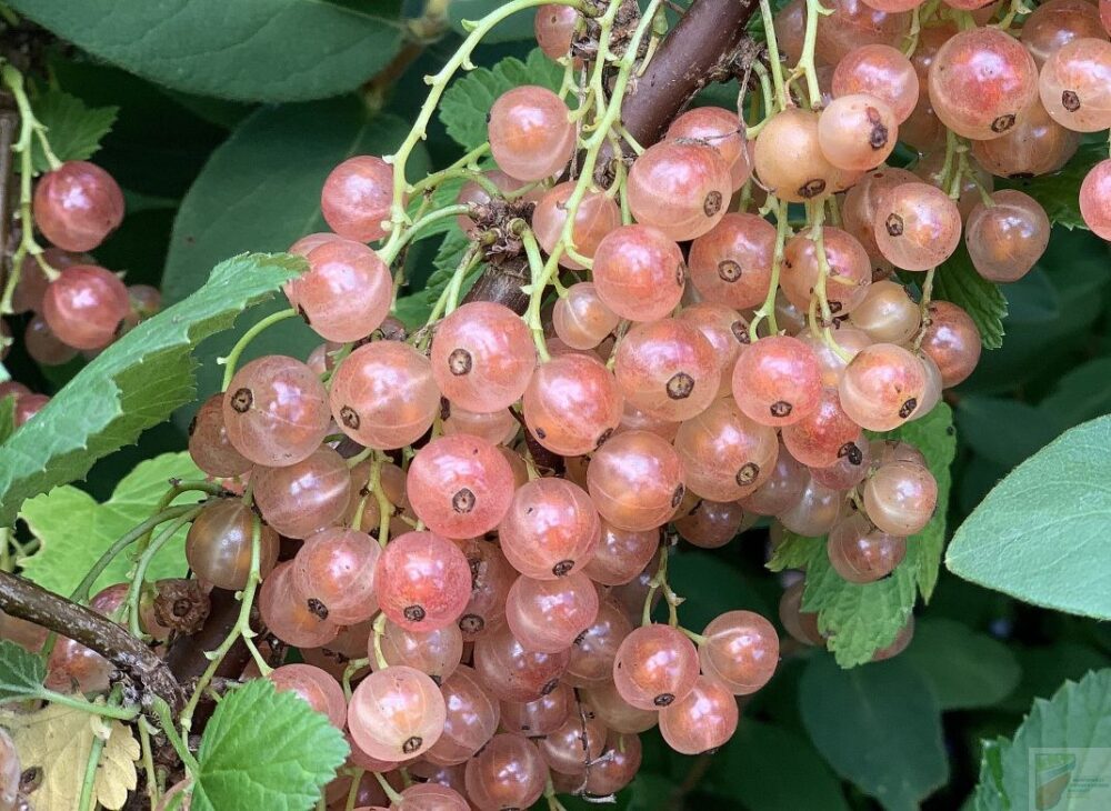 Pink Champagne Currants