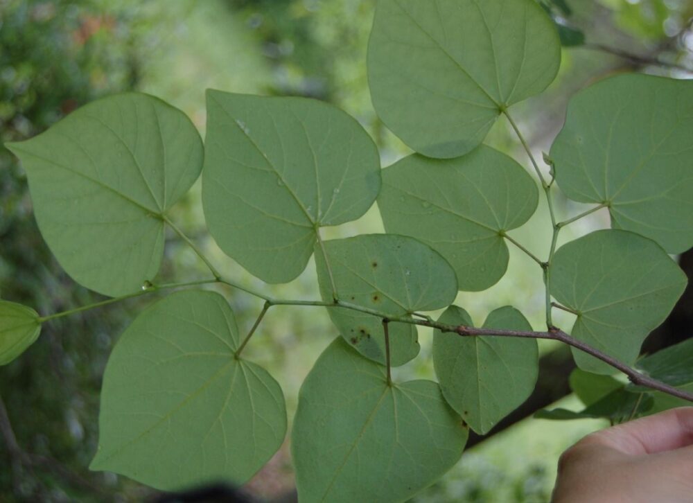 Eastern Redbud - Image 2