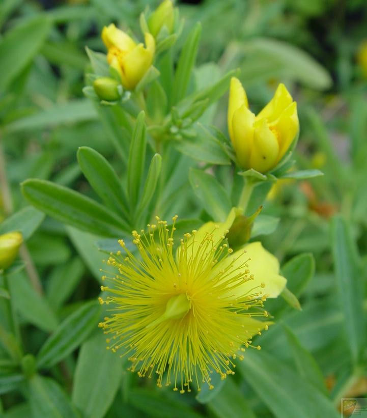 Sunburst St John's Wort