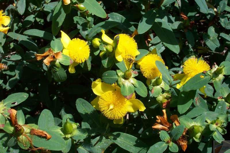 Sunburst St John's Wort - Image 2