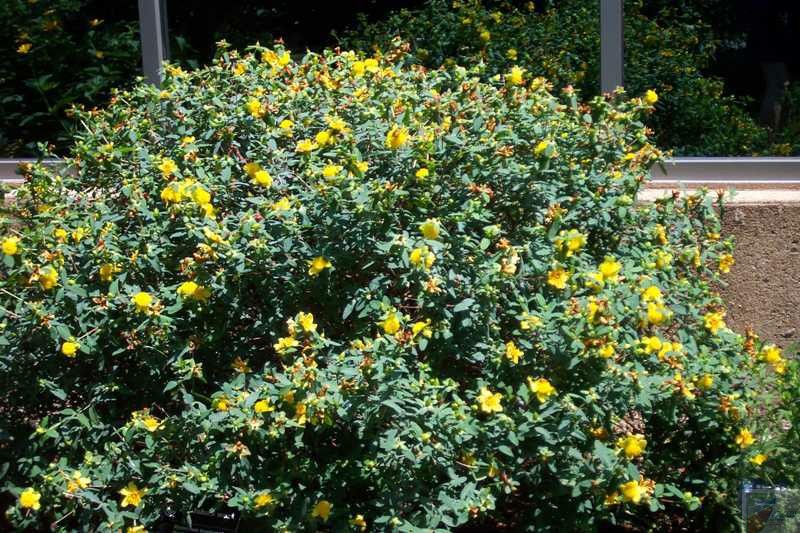 Sunburst St John's Wort - Image 3