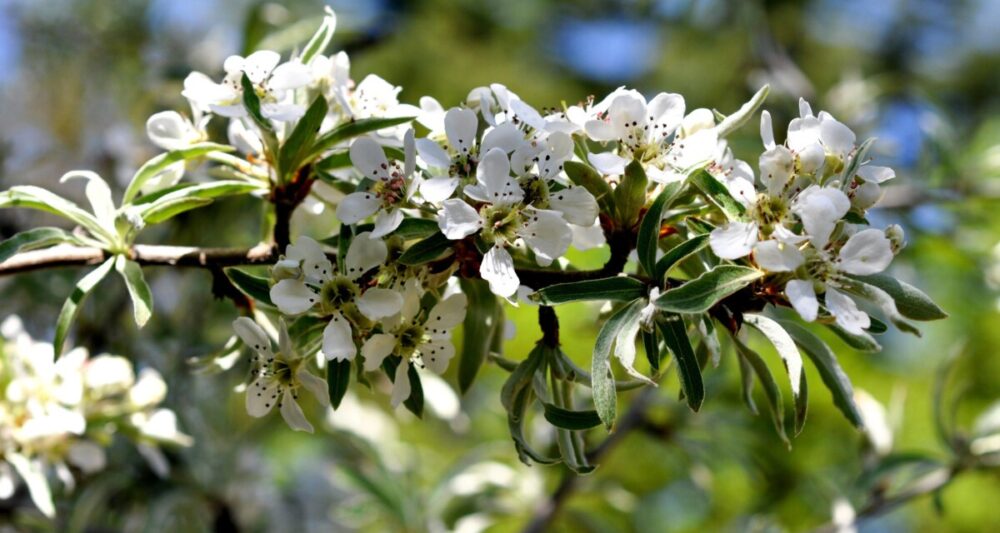 Bosc Pear Tree - Image 2