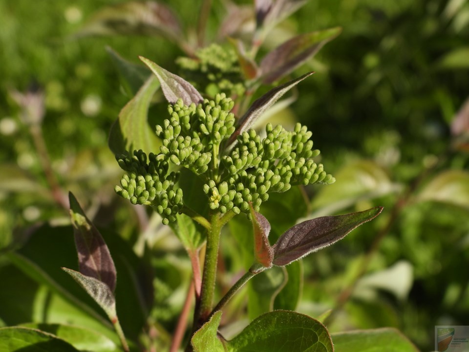 Gray Dogwood - Image 2