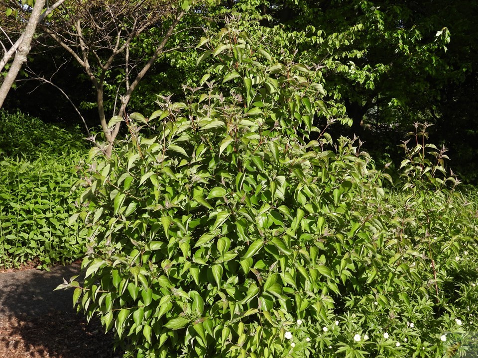 Gray Dogwood - Image 3