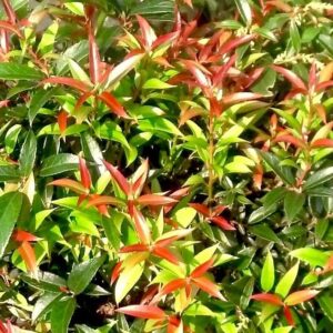 ReJoyce Coastal Leucothoe