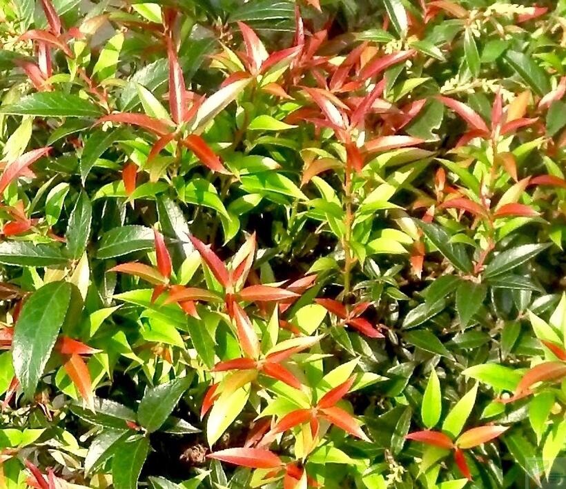 ReJoyce Coastal Leucothoe