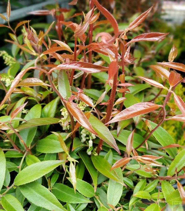 ReJoyce Coastal Leucothoe - Image 2