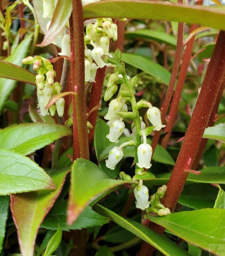 ReJoyce Coastal Leucothoe - Image 3