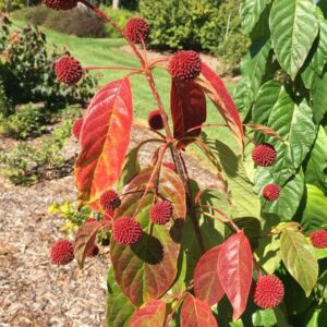 Crimson Comets Buttonbush