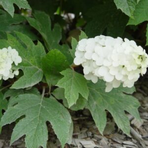 Snow Queen Hydrangea
