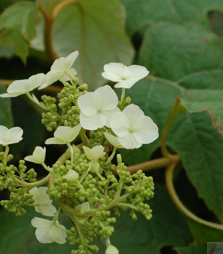 Snow Queen Hydrangea - Image 4