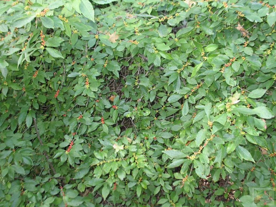 Winter Red Winterberry - Image 4