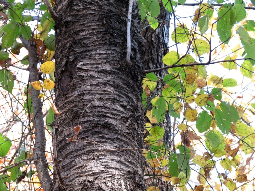 Sweet Birch - Image 3