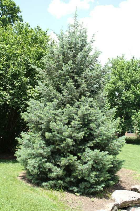 Concolor Fir - Image 2