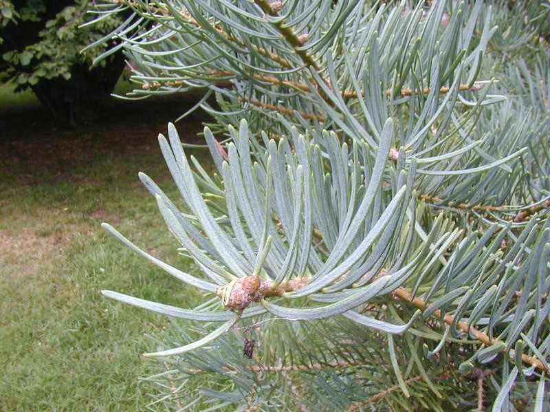Concolor Fir