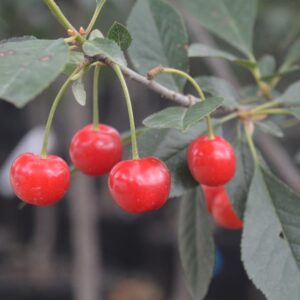 North Star Cherry Tree