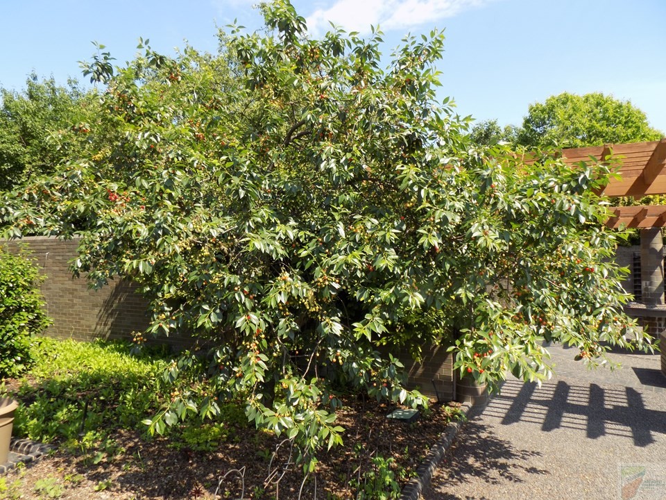 North Star Cherry Tree - Image 2