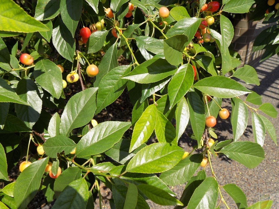 North Star Cherry Tree - Image 3
