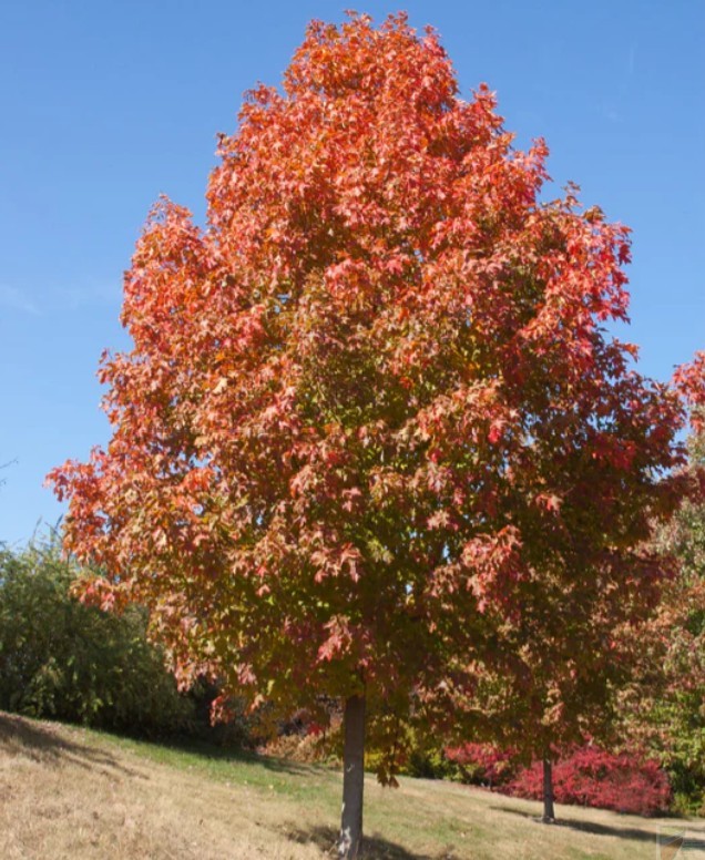 Sugar Maple - Image 2