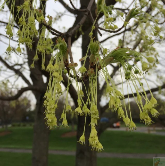 Sugar Maple - Image 3