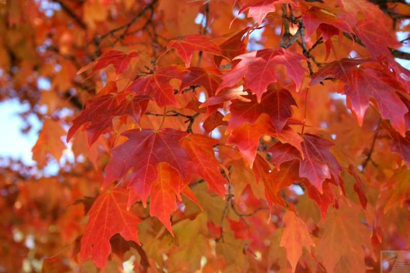 Sugar Maple