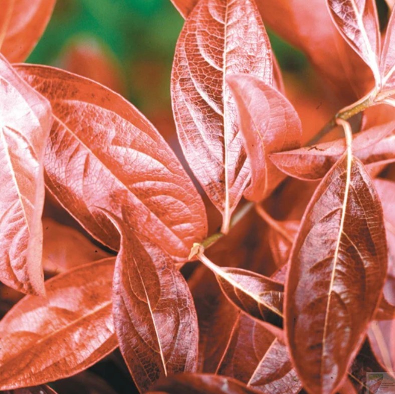 Winterthur Viburnum - Image 2