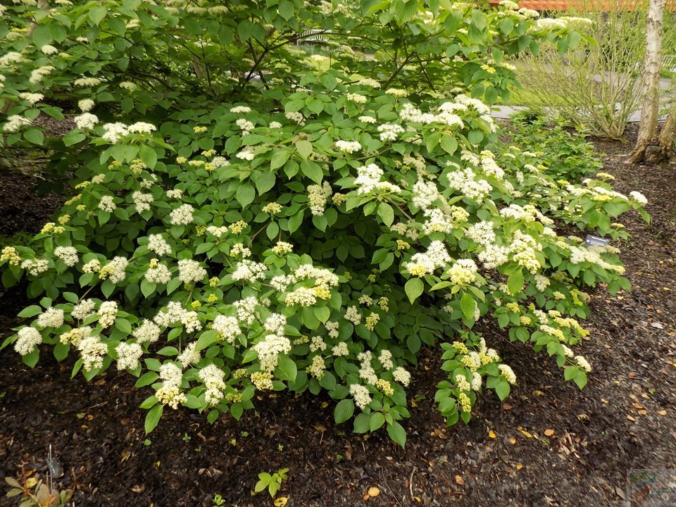 Winterthur Viburnum - Image 3