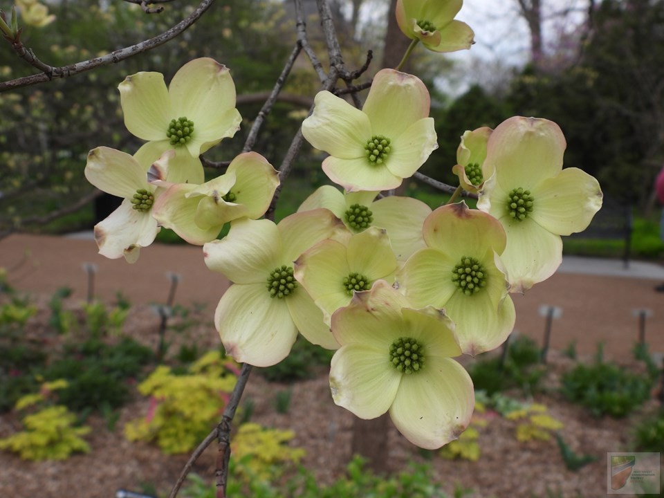 Flowering Dogwood - Image 2