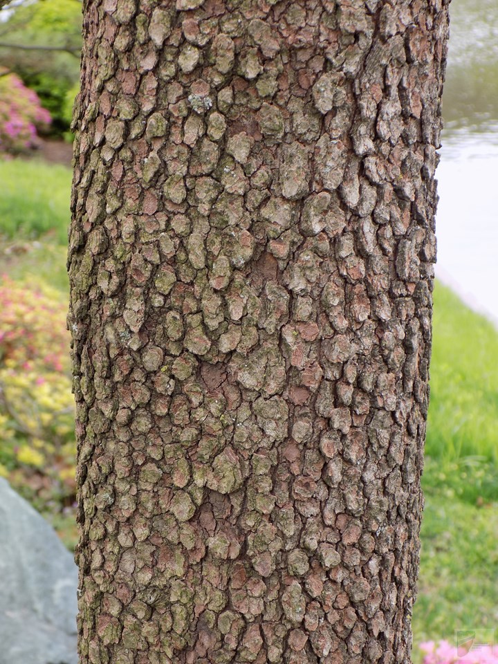 Flowering Dogwood - Image 5