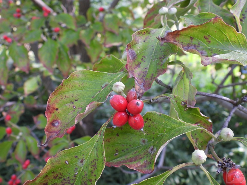Flowering Dogwood - Image 3