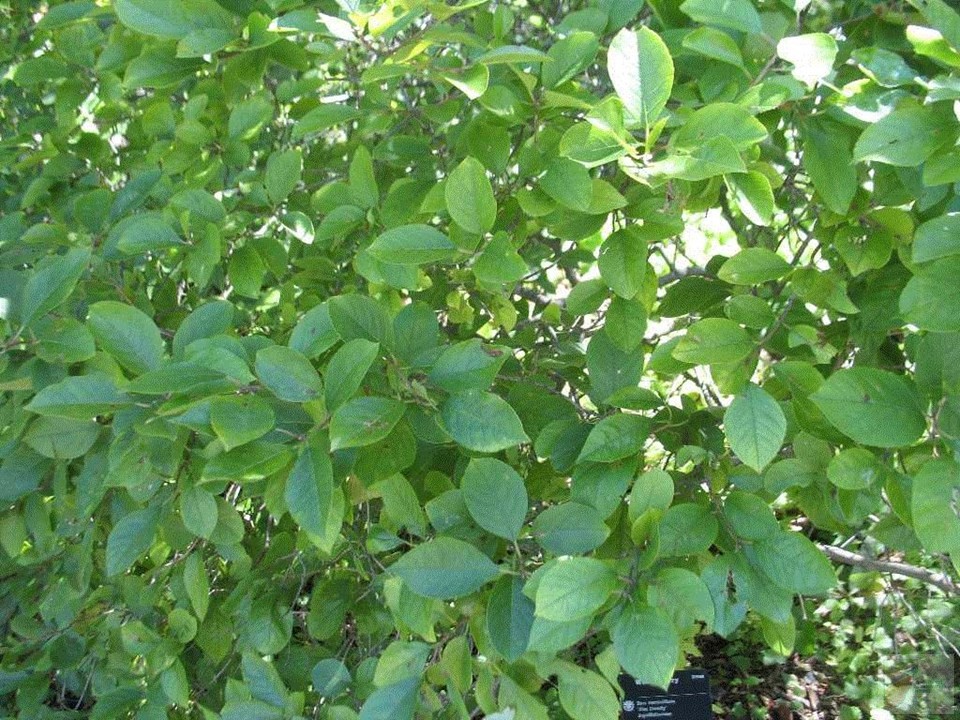 Jim Dandy Winterberry - Image 2