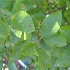 Jim Dandy Winterberry