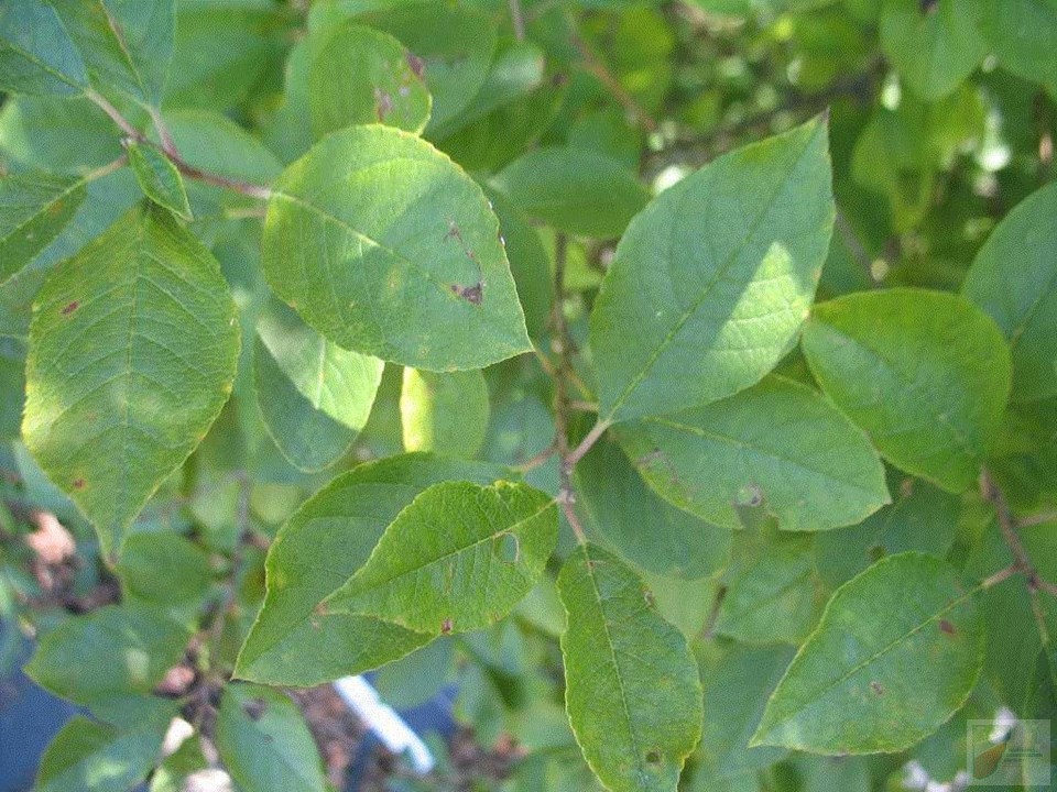 Jim Dandy Winterberry