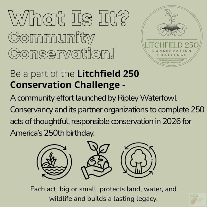 250litchfield_2